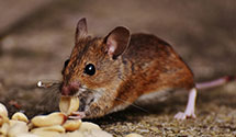 24 Hour & Emergency Exterminators in Bayview Gardens, IL